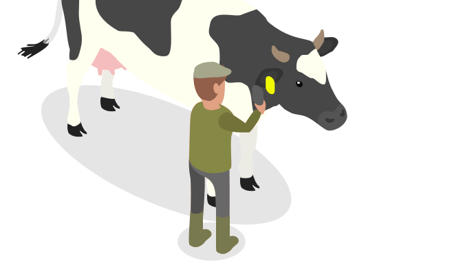 Illustration of a farmer scanning a cow’s Inspect7® digital inspection ear tag using a mobile device.